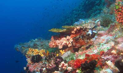 DIVE SITES  