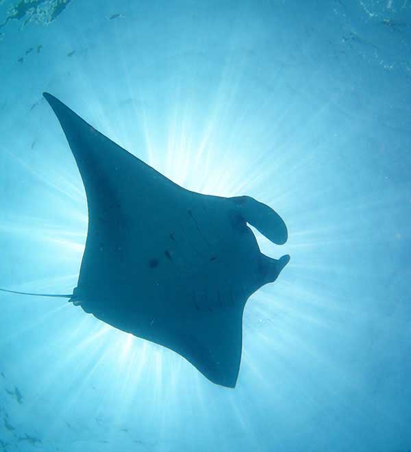 mola and manta rays