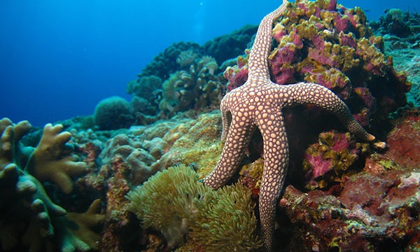 beautiful coral reef seen while scuba diving nusa lembongan and penida