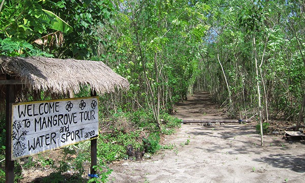 kayaking through mangroves in nusa lembongan