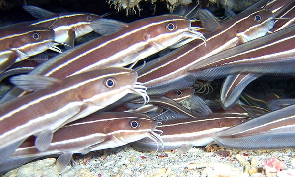 snorkeling in nusa lembongan is one of the best ways to see the oceans hidden treasures