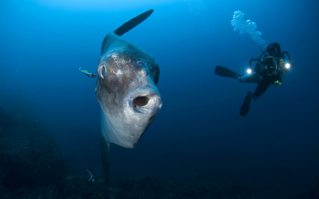 Find out the latest news in Nusa Lembognan with Big Fish Diving blog